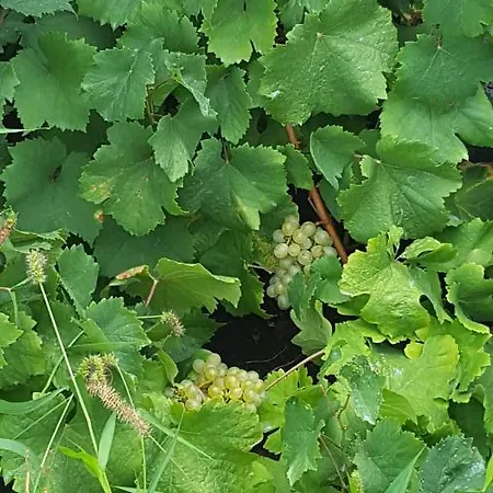 Casa Da Estrela Canopus Vakantiehuis