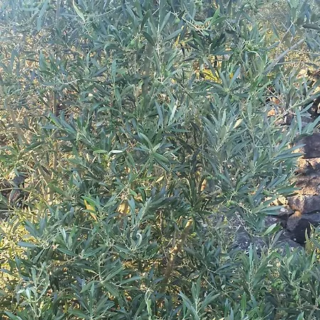 Vakantiehuis Casa Da Estrela Canopus