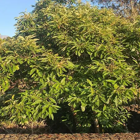 Casa Da Estrela Canopus * Cabeco Chao