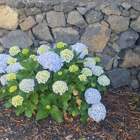 Casa Da Estrela Canopus