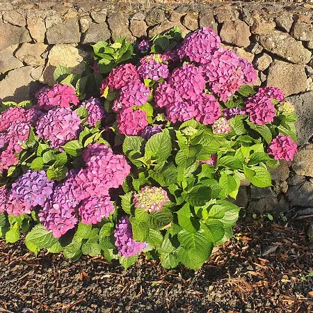 Casa Da Estrela Canopus *