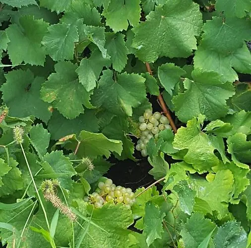 Casa Da Estrela Canopus Holiday home