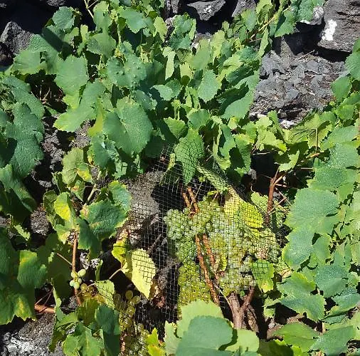 Holiday home Casa Da Estrela Canopus