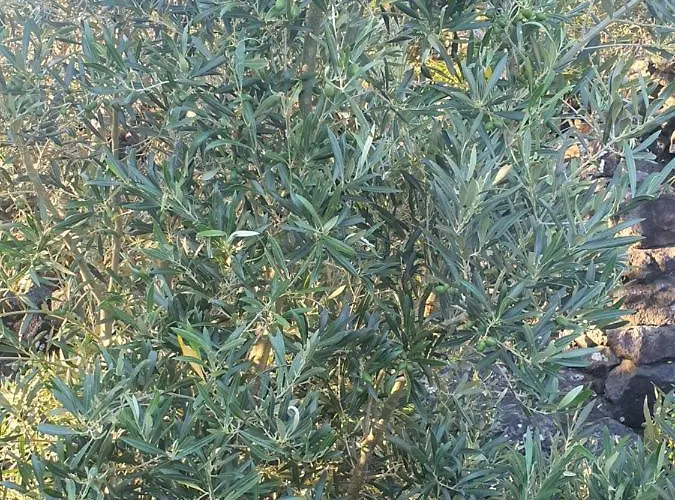 Holiday home Casa Da Estrela Canopus