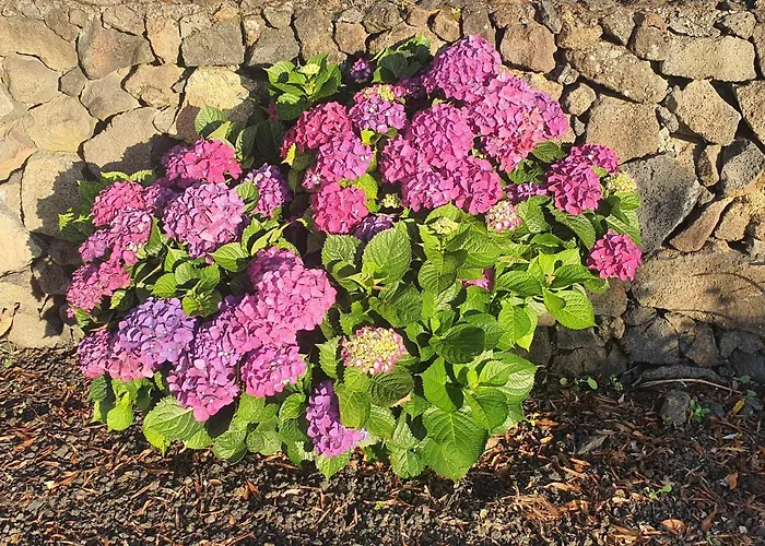 Casa Da Estrela Canopus *